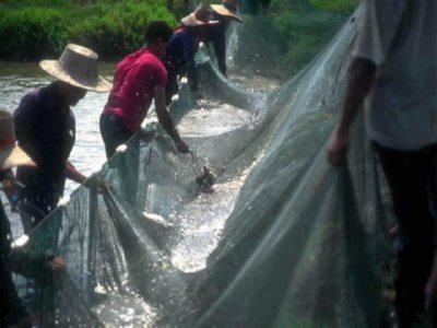 PESCA RIO (4)  CAMPESINOS